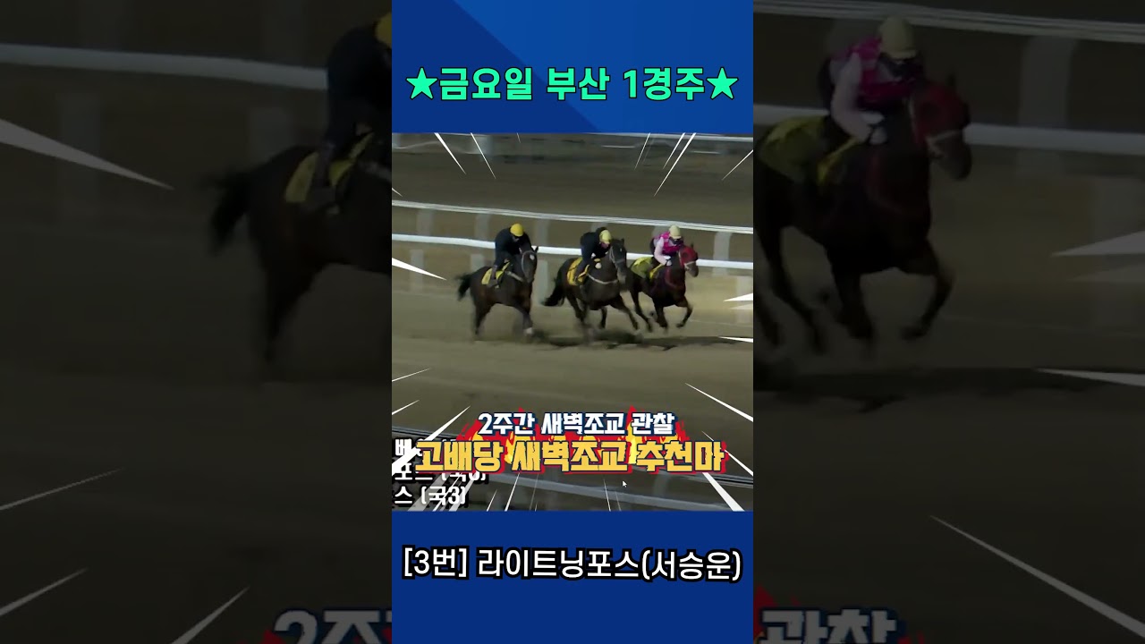3월13일 금요일 부산 1경주!! 낙마만 하지 않으면 그냥 옵니다!! 2주간 훈련변화 보인 강백호의 새벽조교 쏘스마!!#강백호경마 #shorts