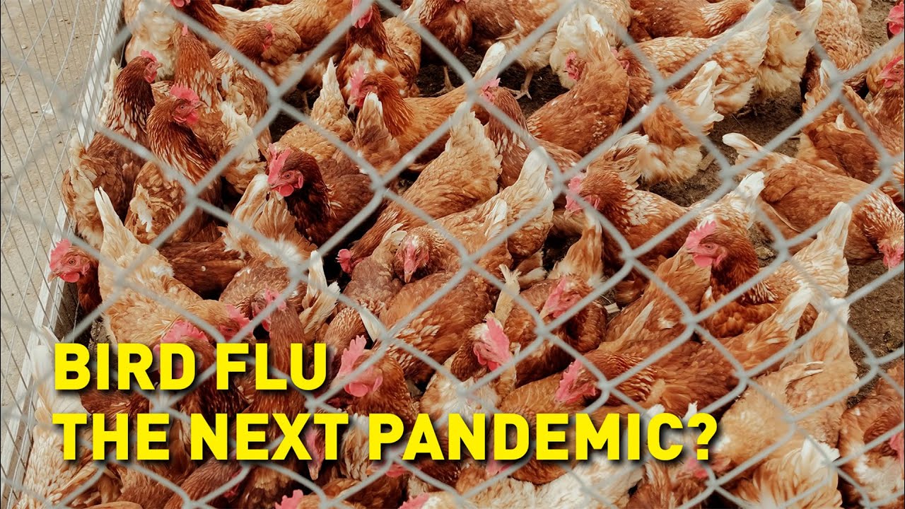 Bird flu - the next pandemic? - YouTube