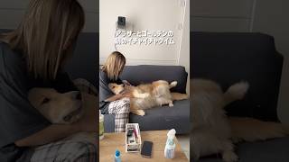 愛犬がばふすぎて辛い🥺❤️一緒に寝てるのに朝の恒例行事は必ずやります☀️#ゴールデンレトリバー #犬とふたり暮らし