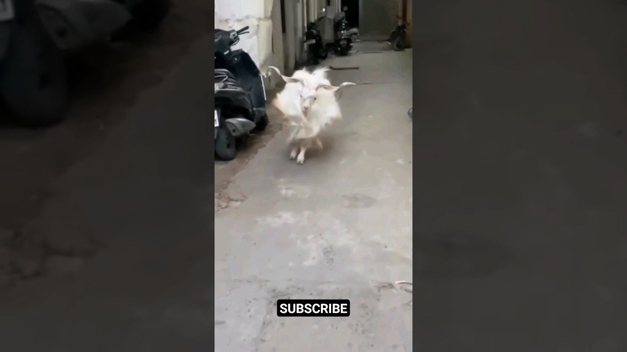 Zing Bakra top quality, zing bakri ka baccha 