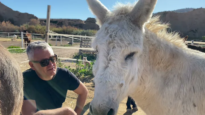 Ronnie, the Donkeys, interrogation technique!