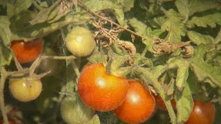 Scientists use natural breeding to improve tomato taste