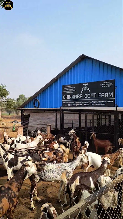 top quality gujri female goats in chinkara goat farm #topqualitygoat #gujrigoat