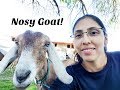 Milking The Goats VLOG