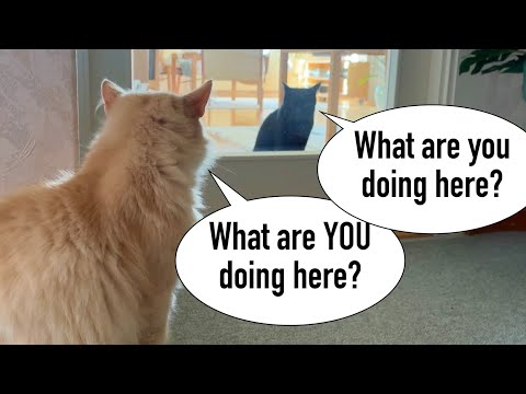 Martin is home when Big fluffy cat enters