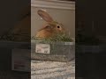 Flemish Giant bunny! JJ the Bunny🤗