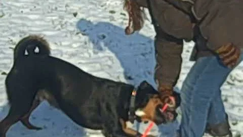 Nancy & Lenny im Schnee