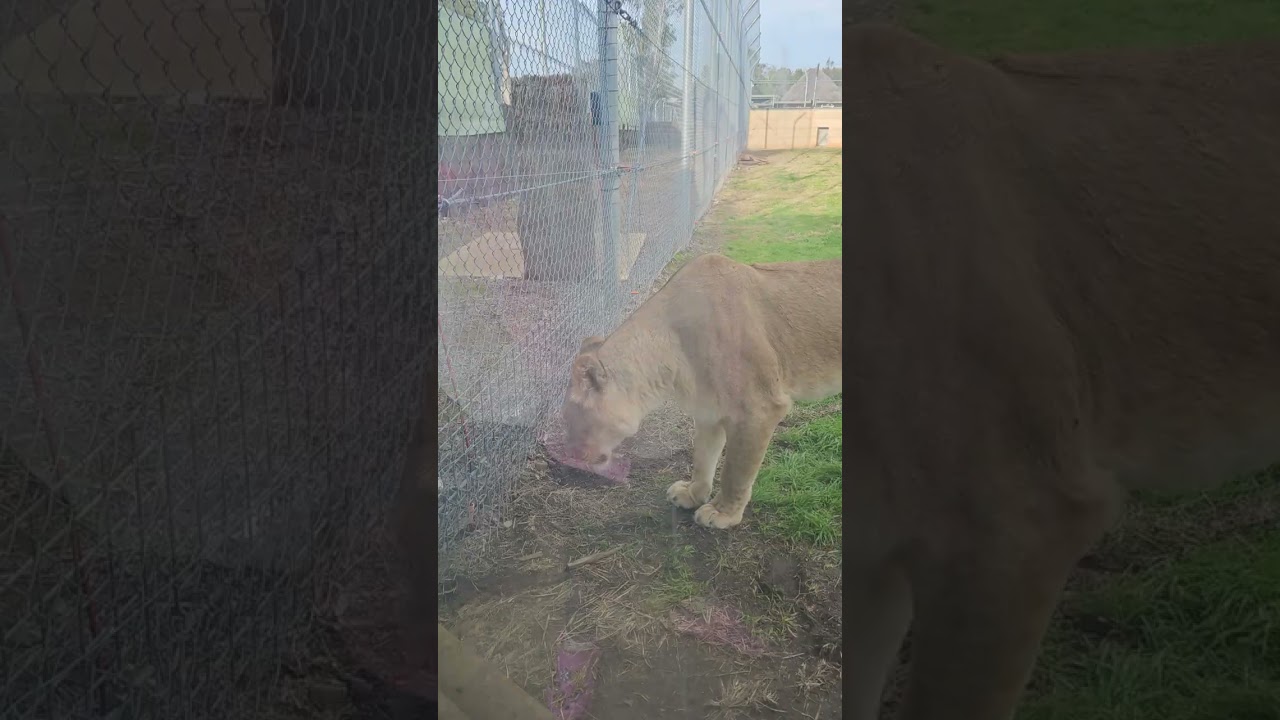 LIONESS is playing with Cubs, Close capture Raw footage (NEWBORN)...