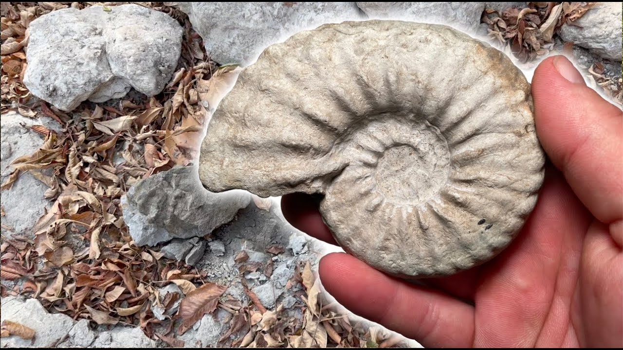 Hunting North Texas Creeks for Ammonite Fossils & More Sept 2023 fossilhunting YouTube