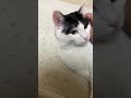 建てた誓いが明日を閉ざしたとて。