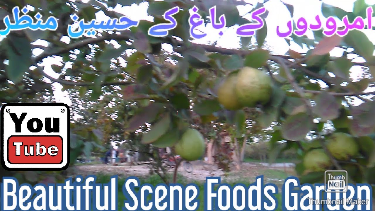 Pakistan Beautifull Foods Garden Scene | Amrodon Ke Bagh Mein Masti Hd | 2020 March