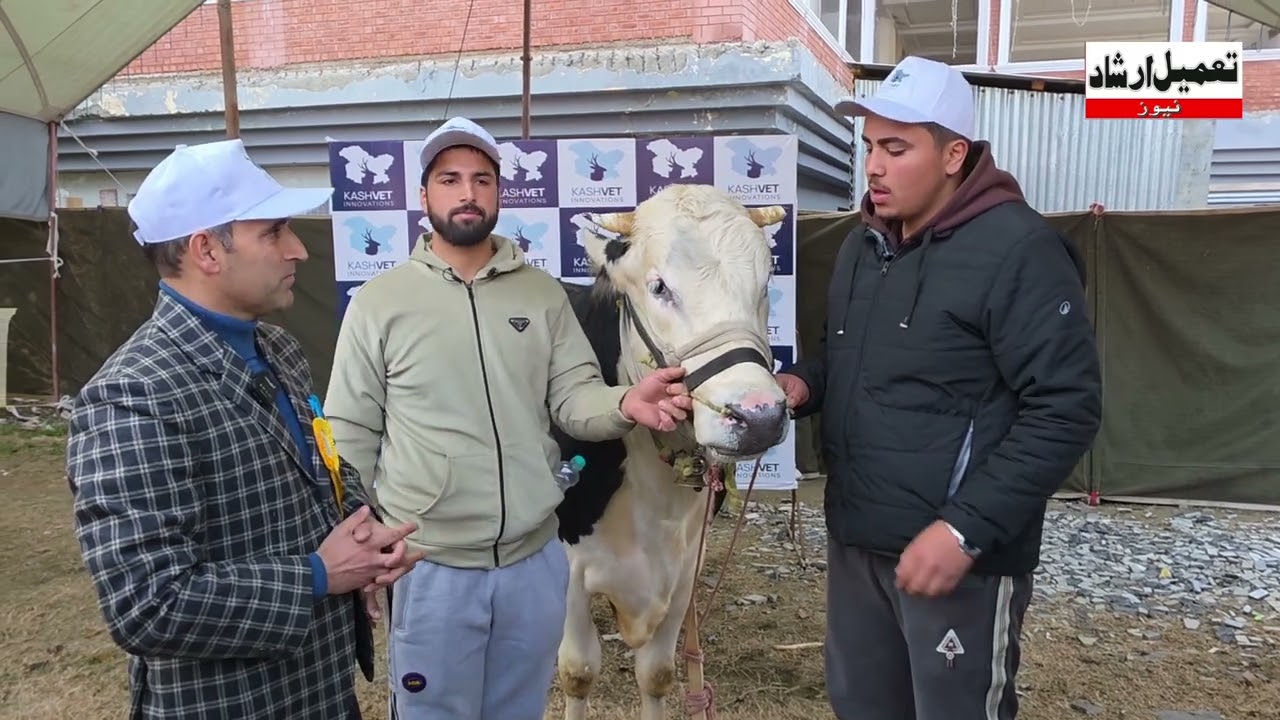 WAZIR  || 25 Months Old | Power Over 2 Quintals.