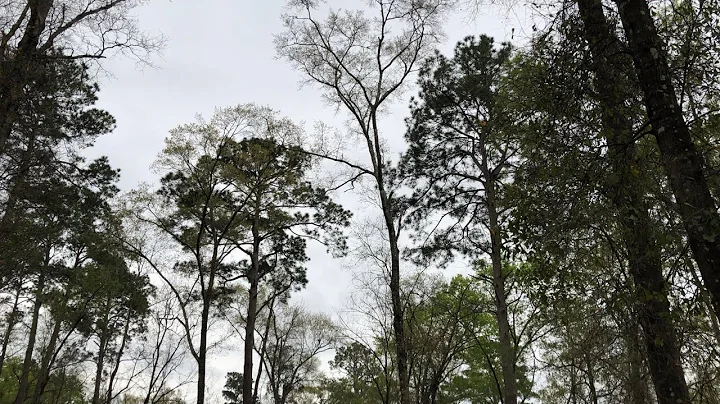 Hog bait. SIMPLE and the BEST. My 100% successful rate catching hogs. Under 10$.