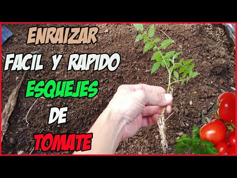 Video: Propagación de tomate por esquejes - Cómo enraizar esquejes de tomate