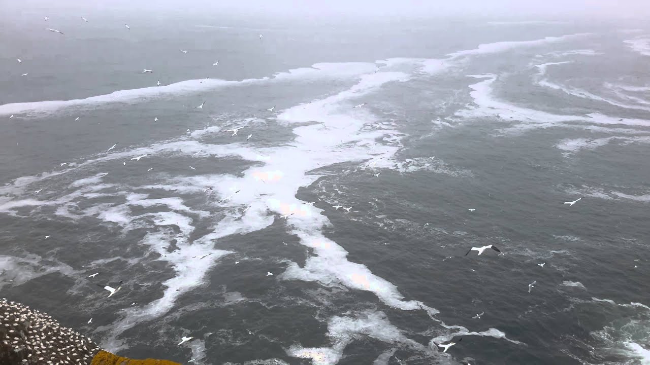 NorthernGannet CapeStMarysNewfoundland 20140504 MonteTaylor