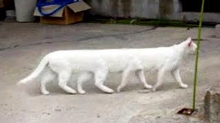 Funny Cats & Dogs Compilation / Funniest Animals Videos #7 by BoBo & BunBun 1,231 views 1 year ago 45 seconds