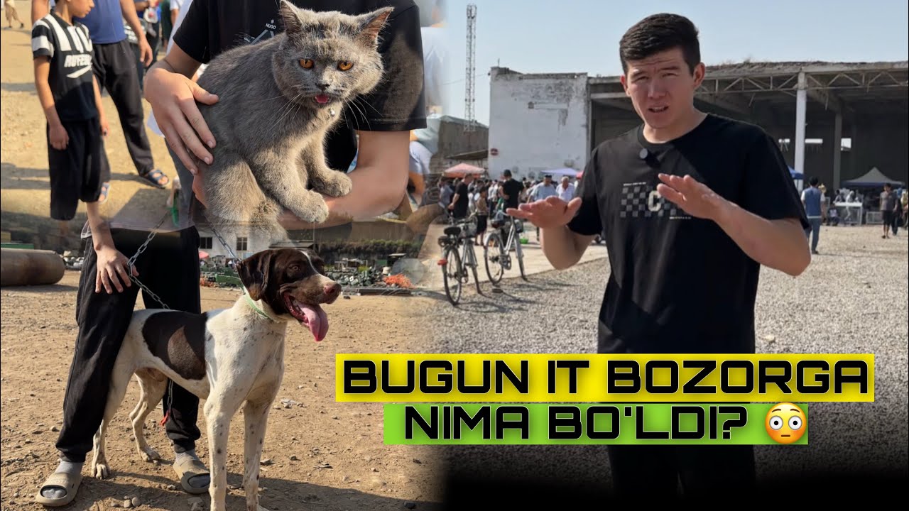 IT VA MUSHUK BOZORI NARXLARI? NAMANGAN RMK BOZORIDAN😳