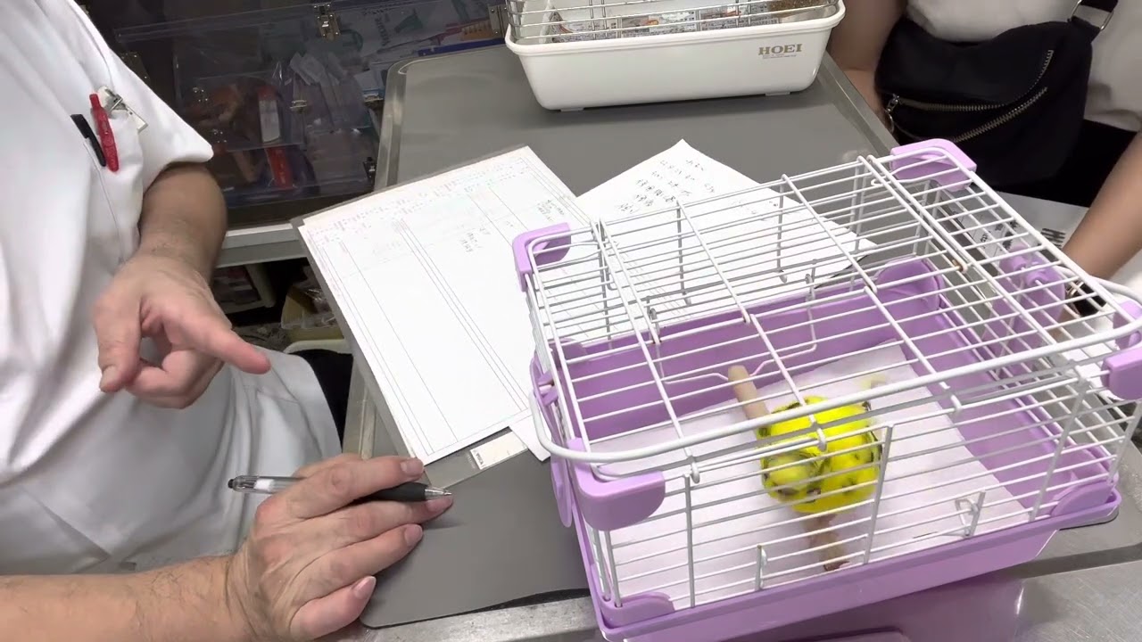 ①お腹に腫瘍、2週間前に気づいた、だんだん大きくなってきた、食欲まあまあ元気60％、6歳以上、セキセイインコのれもんちゃんの診察、体重53g、そのう餌10％、腹腔内腫瘍？、お話