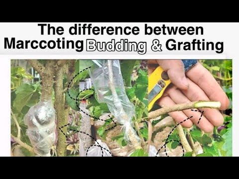 The difference between Marcotting, Budding and Grafting