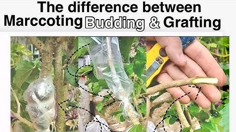 The difference between Marcotting, Budding and Grafting