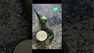 roseringedparakeetpsittacula Krameri ringnecked Parakeet Ringneck Parrotkramerparrotshorts