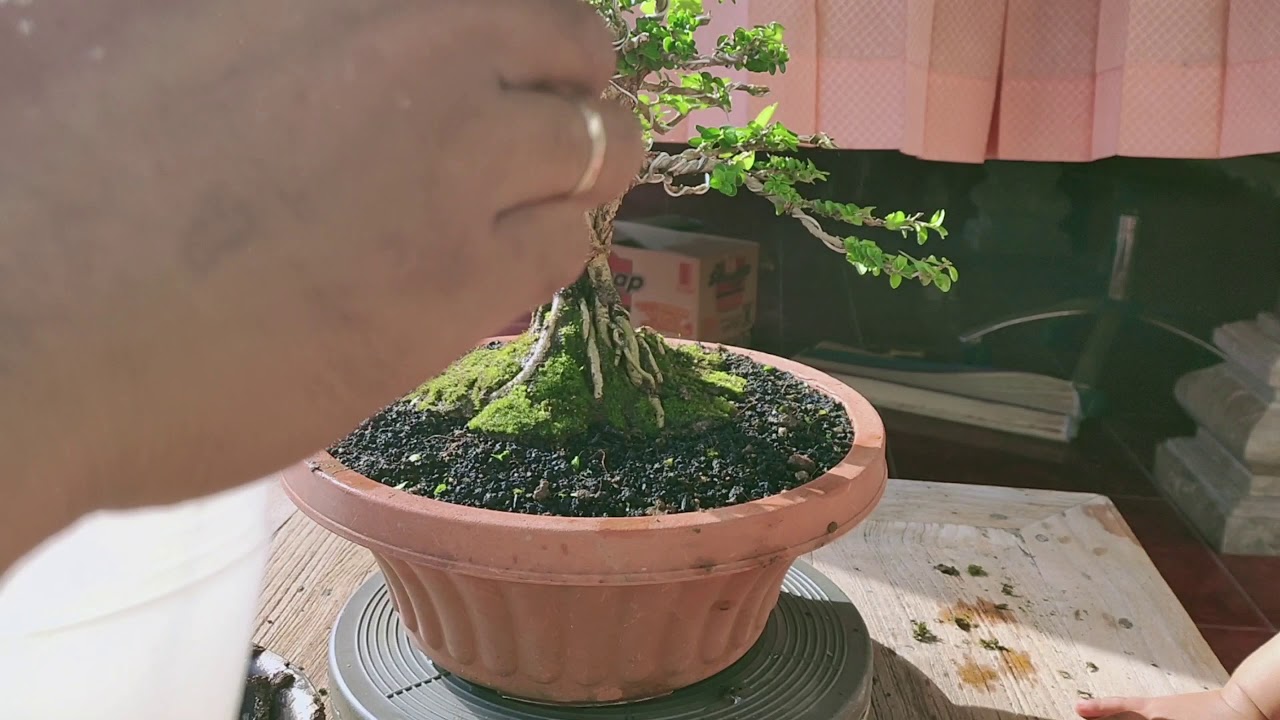 Cara memasang lumut pada bonsai 