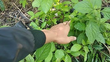 Cây Đuôi Chuột Mạch Lạc Chữa Bệnh Tim