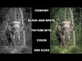 Convert black and white picture into color | Just one click