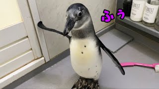 お風呂からすぐ出たがっちゃうペンギンの赤ちゃん