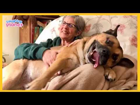 🐕These Dogs Should Be Human In Their Next Life 😂
