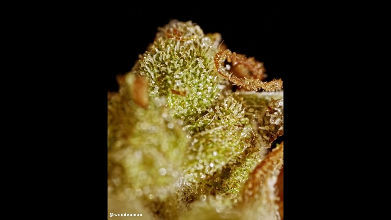 Blackberry Cake - Sensi Seeds