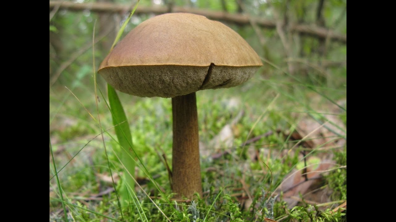 Гриб Обабок - YouTube