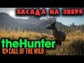 Засада на зверя "Скрытный охотник"- TheHunter