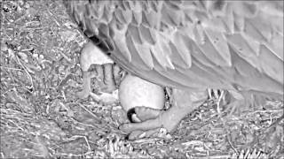 26 May 26 Am Elen And Teifis First Osplet Hatches Bywyd Gwyllt Glaslyn Wildlife