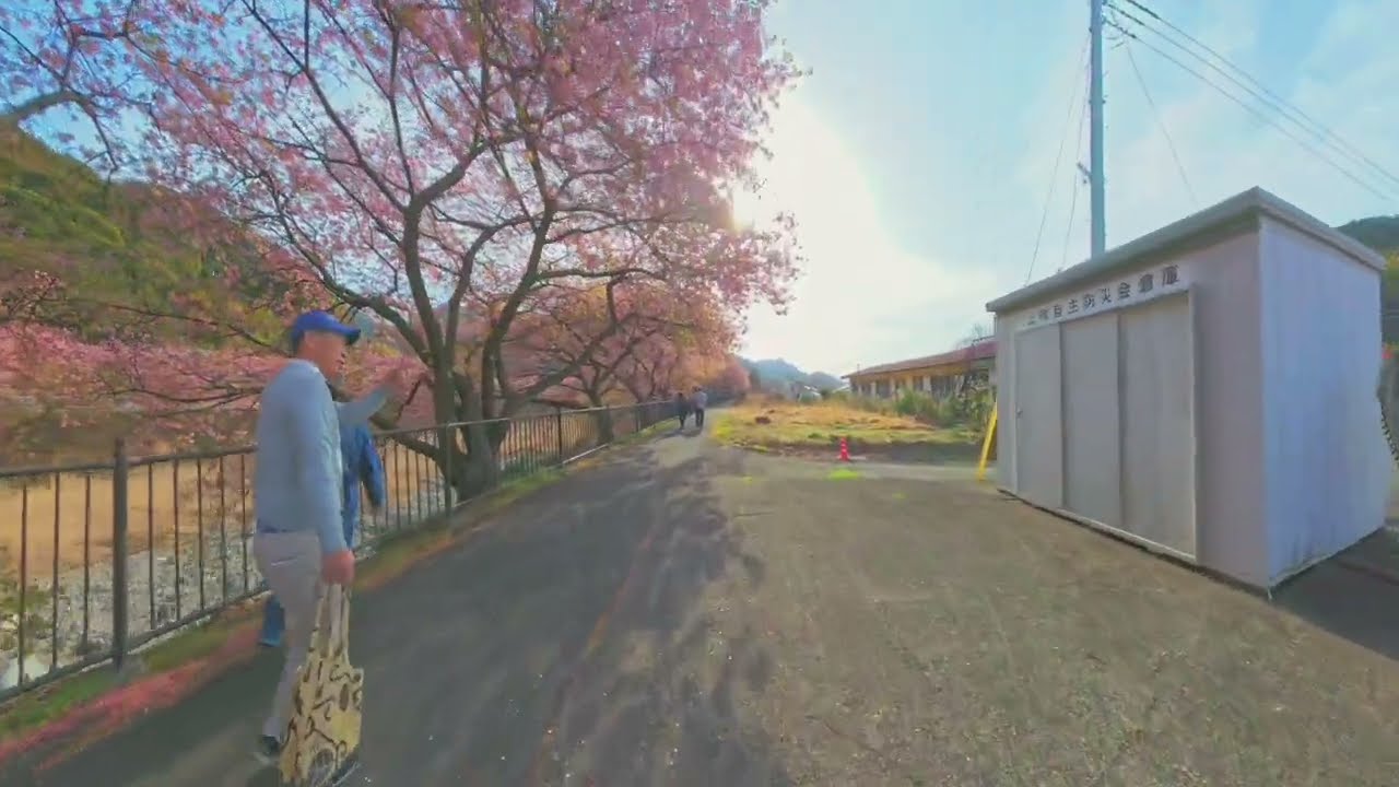 河津さんぽ②　河津桜2026.02.24