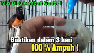 Cara mengatasi murai batu macet bunyi - Buktikan Dalam 3 Hari Langsung Gacor !