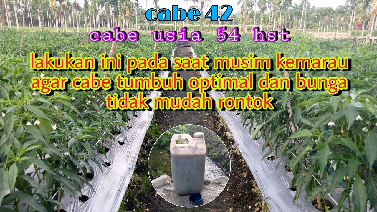 INILAH CARA MERAWAT CABE DI MUSIM KEMARAU cabe 42. 