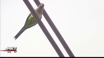 Austin Energy implements new policies for Monk parakeet nest removals | 4/2018
