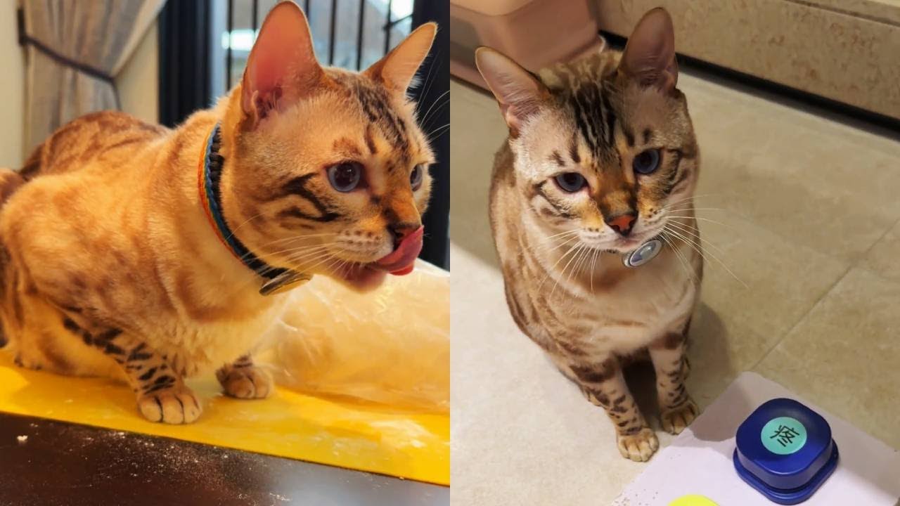 八條好像對自己有認知障礙，不覺得自己是貓，他也不跟其他貓玩……【小鋒真喵啊】