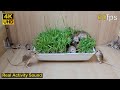 Cat tv mouse grabbing wheat grass squabble squeaking  playing for cats to watch  8 hour 4k u.