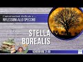 Stella Borealis - Riflessioni allo specchio