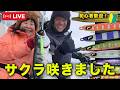大きなサクラ咲きました!@村田基 #釣り #shimano #新製品