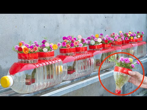 Home Decoration, Recycle Plastic Bottles To Make Beautiful Portulaca (Moss) Pots For Your Home