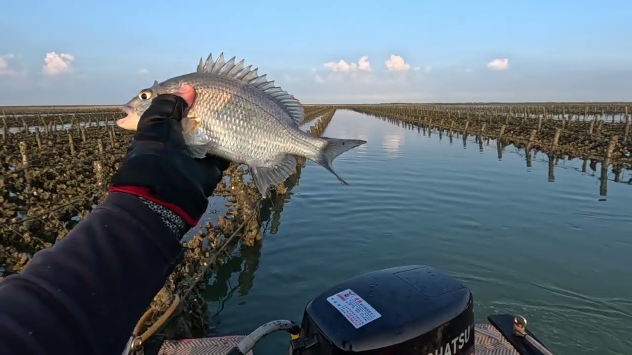 打沙 魚多多 縮圖