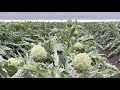 LIVE: Exploring the Artichoke Capital🌱 #Castroville #ArtichokeCapital #CoastalFarm #seabreeze 