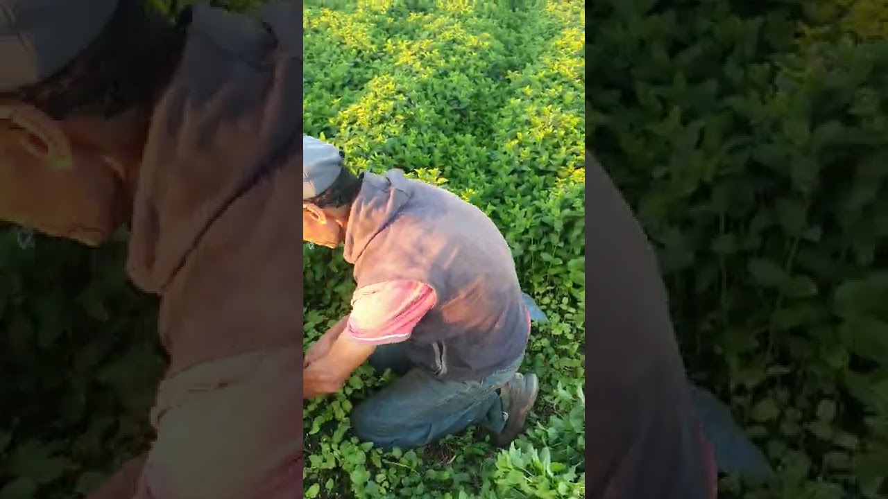 طريقة جني النعناع المغربي  