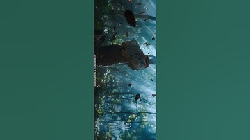 PRELUDE OF PUSHPARAJ | Whats App Status | Allu Arjun | Fahad Fasil |