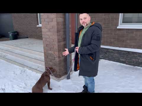 Как быстро научить собаку гулять с поводком? Ответ в этом видео! Подробный гайд
