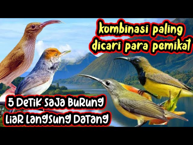 suara pikat segala jenis burung kecil paling manjur dan paling banyak di gunakan para pemikat a60 class=