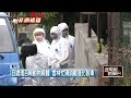 非洲豬瘟擴散